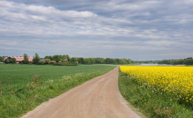 A gravel road next to a yellow rapeseed field in bloom.