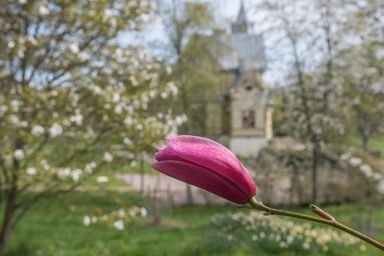 Single pink magnolia bud in focus; blurred spring background.