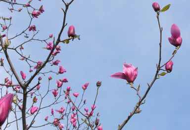 Magnolia branches with pink blossoms against a clear blue sky.
