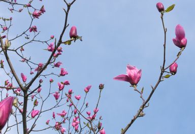 Tree in bloom