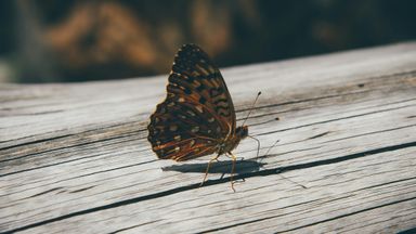 A butterfly resting on a piece of wood.