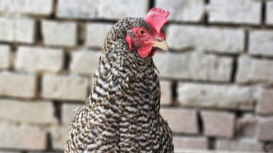 A black and white plymoth rock chicken.