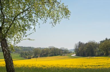 Tree with fresh leaves overlooking a winding road through fields.