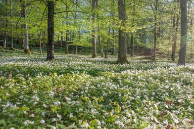 Forest floor blanketed with white flowers, sunlight filtering through trees.