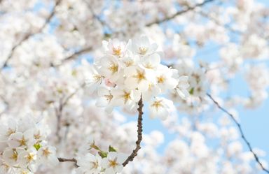 Close-up of white cherry blossoms against a soft blue sky.