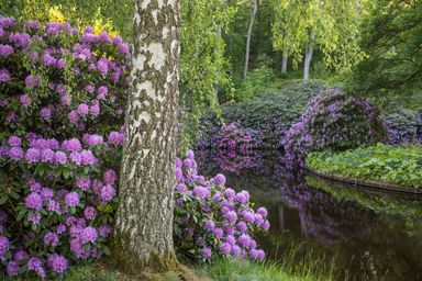 Lilac flowers